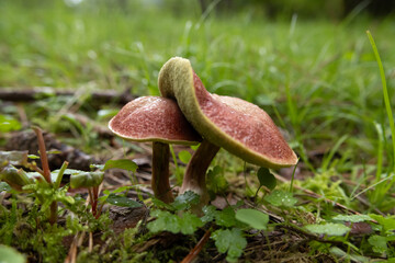 Mushrooms in the nature
