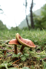 Mushrooms in the nature