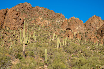 Saguaro NP