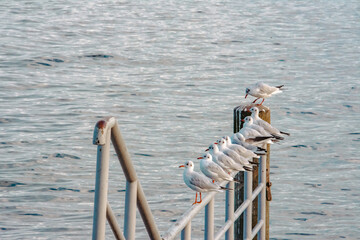 Mouettes alignées sur la barrière au bord du lac Léman