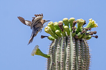 Gilaspecht an Saguaro