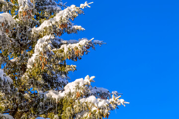 Christmas winter snow background, spruce branch