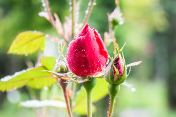 rose flower bud still unopened