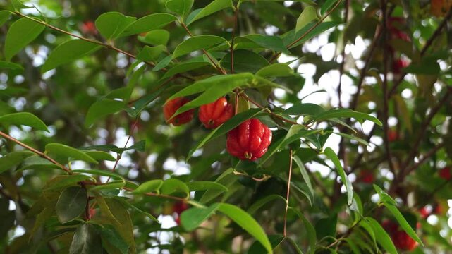Ripe Surinam Cherry on a tree branch
