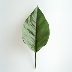 Green leaf on an isolated white background, studio light, studio photograph