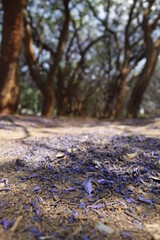 the jacaranda avenue at Harare, Zimbabwe