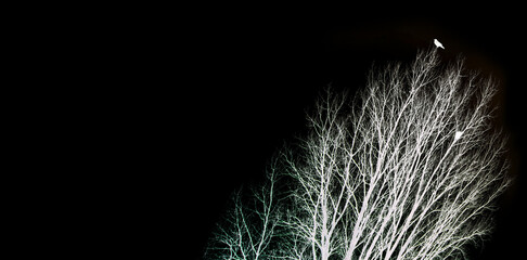 WOLKEN BAUM-NEST #201131.0A