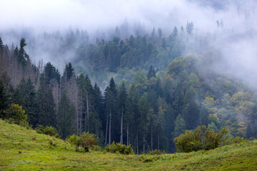 Misty landscape with fir forest trees