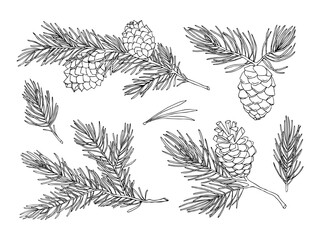 Forest sketch of spruce branches and cones. Christmas, winter and autumn graphic elements. Hand drawn vintage vector isolated collection illustration of nature. 