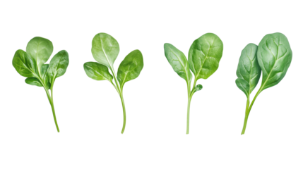 Fresh arugula spinach leaves isolated on transparent background