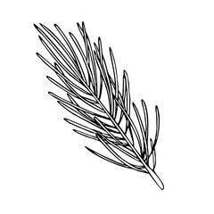 Sketch of fir branch. Christmas, winter and autumn graphic element. Hand drawn vintage vector isolated forest illustration of nature. 