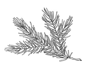 Sketch of pine branch. Christmas, winter and autumn graphic element. Hand drawn vintage vector isolated forest illustration of nature. 
