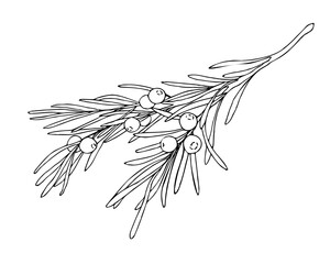 Linear doodle illustration of juniper. Hand drawn vector botanical, medicinal forest plant, and berries on white background. Christmas, winter and autumn graphic element.