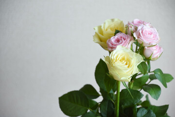 ピンクと黄色のばら