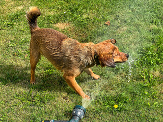Small brown mixed breed dog taking a shower in a stream of water from a garden hose lying on the...