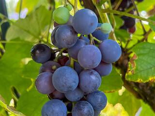 Fototapeta premium Grapes ripening on vines from a home plantation
