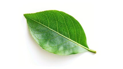 Obraz premium A single green tea leaf with veins visible, suggesting freshness and quality for beverage purposes.