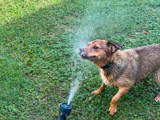 Small brown mixed breed dog taking a shower in a stream of water from a garden hose lying on the...