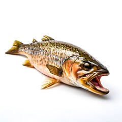 healthy sea food dish cuisine isolated on white background