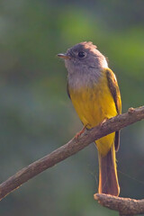 Grey-headed Canary-Flycatcher, (Culicicapa ceylonensis), perched on a stick, Bharatpur Bird Sanctuary, Keoladeo National Park, Bharatpur, Rajasthan, India.