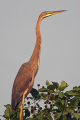 Purple Heron, (Ardea purpurea), juvenile standing on top of a bush, Bharatpur Bird Sanctuary, Keoladeo National Park, Bharatpur, Rajasthan, India.