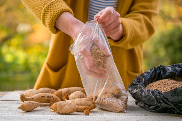 Gardener putting away freshly divided dahlia tubers dipped in cinnamon, using wood shavings as a...