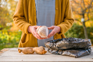 Gardener putting away freshly divided dahlia tubers dipped in cinnamon, using wood shavings as a...