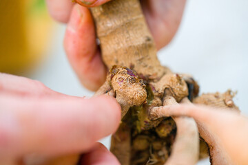 Woman holding dahlia tuber with viable eye, growth point close up. Lifted and washed dahlia tubers dividing before winter storage. Autumn gardening jobs.