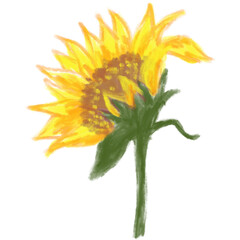 sunflower06