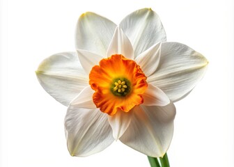 Fototapeta premium Stunning Daffodil Flower with White Petals and a Vibrant Orange Center Against a Simple Background Ideal for Nature and Floral Photography