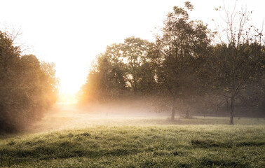 Diffus scheint die Sonne durch eine Baumlücke auf eine Wiese. Nebel wabert.Herbststimmung.
