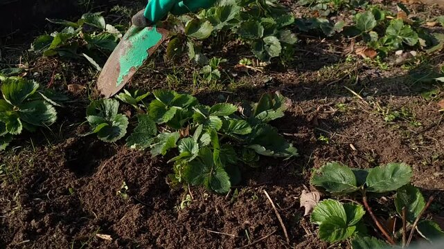 Caring for strawberries. Loosening the soil and removing weeds in the strawberry bed in the spring