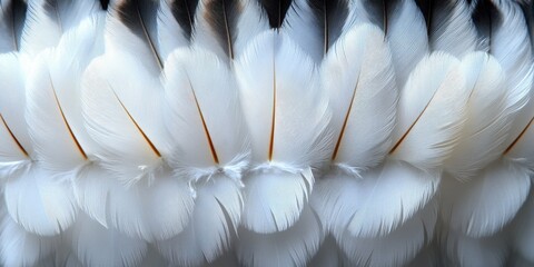 Naklejka premium Elegant Arrangement of White Feathers Displaying Intricate Textures and Delicate Patterns Against a Soft Background for Natural Themes