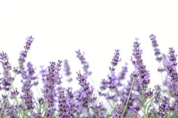 Obraz premium Flying lavenders border backgrounds blossom flower.