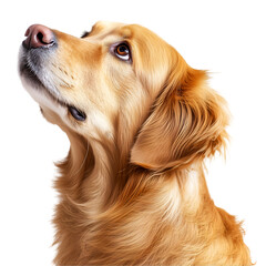Golden retriever dog looking upward in profile isolated on white background symbolizing loyalty and warmth, Cutout, Isolated on White Background