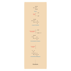 Diagram showing conversion of Glycerol to DAG and glycolysis - biochemical enzymatic reaction. Simple scientific illustration.