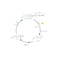 Diagram showing mechanism of action of Luciferin via Luciferase - causing Bioluminescence. Simple biochemical reaction scientific illustration.