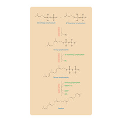 Diagram showing formation of Squalene via enzymatic reactions. Simple biochemical reaction illustration.
