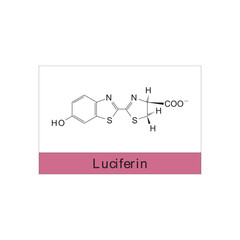 Luciferin skeletal structure diagram.Organic molecule compound molecule scientific illustration.