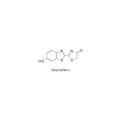 Oxyluciferin skeletal structure diagram.Organic molecule compound molecule scientific illustration.