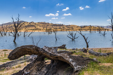 Fototapeta premium Rotten tree trunk in front of Murray River at Hume Dam featuring dead trees and shimmering water and hilly countryside, Victoria, Australia