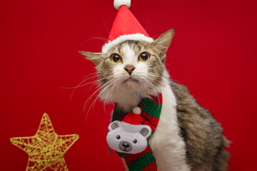 White chest tabby wearing Christmas accessories with red background. Copy space