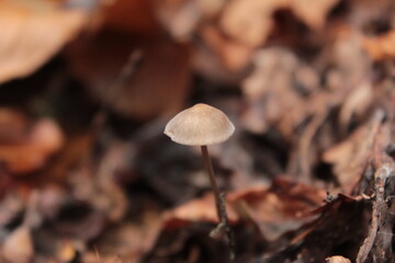 mushroom in the forest