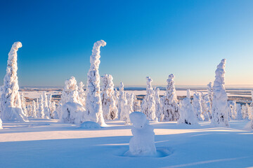winter landscape