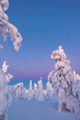 landscape with snow