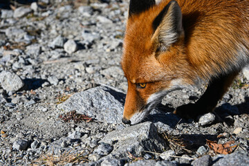 Wild red fox with thick fur looking away from camera in natural mountain habitat