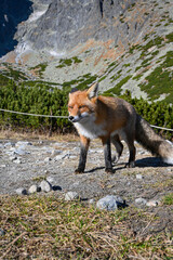 Wild red fox with thick fur looking away from camera in natural mountain habitat