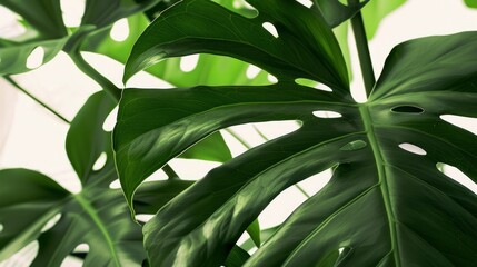 Obraz premium Monstera leaves with distinctive holes and splits.