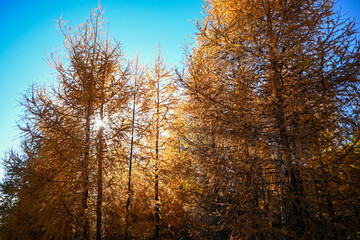 Bright yellow larch tree with golden needles glowing in the sunlight against a deep blue sky during the fall season
