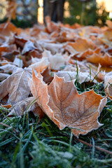 Close-up of orange maple leaves covered with hoarfrost lying on frosted grass in late autumn
